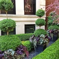 Botanical Concepts Chicago ico