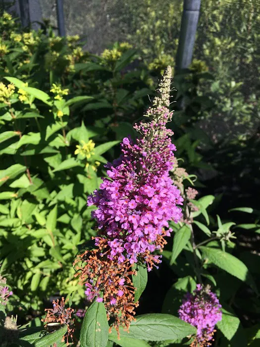 Fiore Nursery & Landscape Supply Picture 4