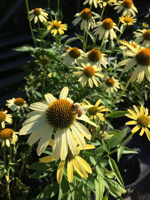 Fiore Nursery & Landscape Supply Picture 9