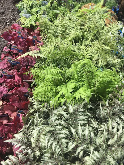 Fiore Nursery & Landscape Supply Picture 2