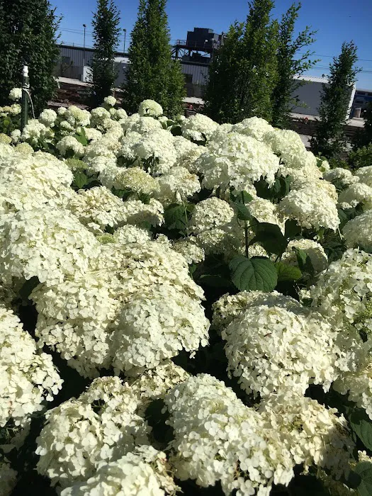 Fiore Nursery & Landscape Supply Picture 5