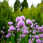 Ecogardens