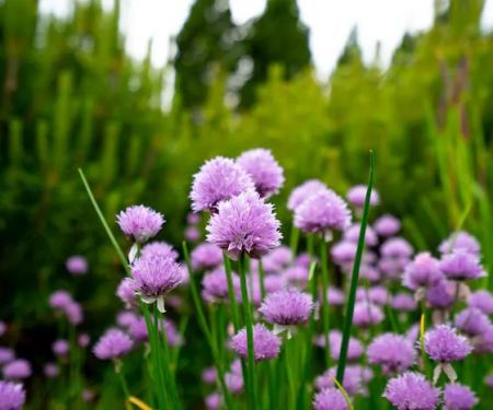 Ecogardens