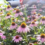 KMS Gardens & Design