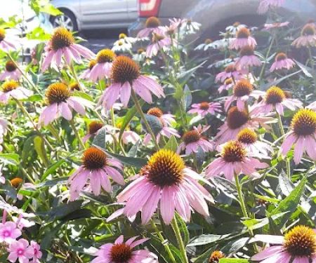 KMS Gardens & Design