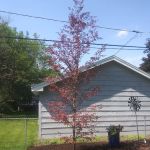 Mountain Landscaping Llc