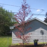 Mountain Landscaping Llc ico