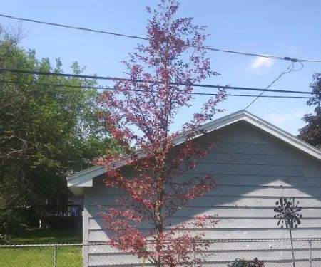 Mountain Landscaping Llc