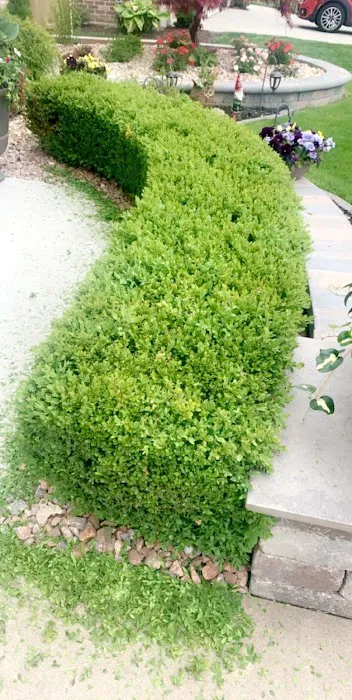 Manny’s landscaping LLC Picture 8