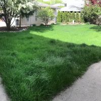 Leaf Green Lawn Care ico