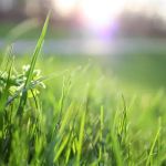 R & G Almanza Landscape Inc