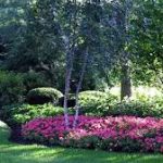 Dario Garcia Landscaping LLC