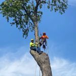 Jose's Tree Service