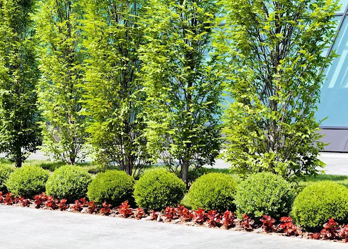 Ware Landscaping & Snow Removal Picture 7