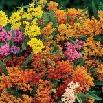 Cosme Landscape Maintenance