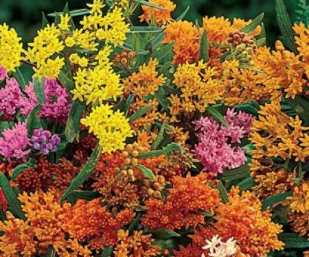 Cosme Landscape Maintenance