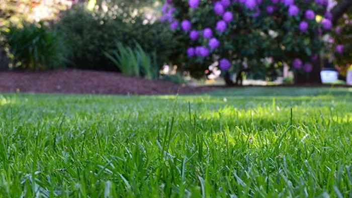 Moore's Lawn Maintenance Picture 2