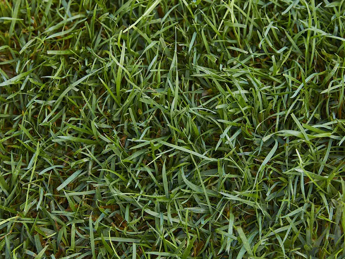 TruGreen Lawn Care Picture 7