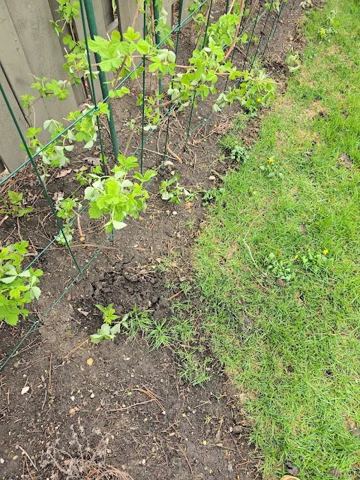 TruGreen Lawn Care Picture 3
