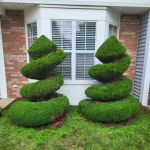 Clemente's Landscaping & lawn services