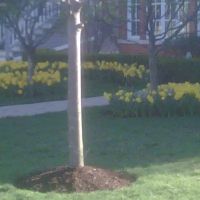 Fleck's Landscaping ico