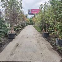 Home Landscape Materials Inc ico