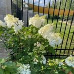 Straightline Landscaping & Lawn Maintenance, LTD.