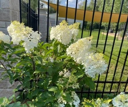 Straightline Landscaping & Lawn Maintenance, LTD.