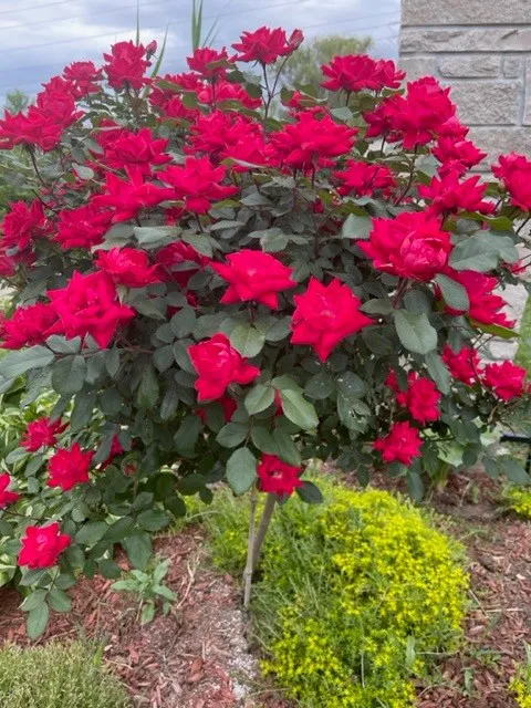 Straightline Landscaping & Lawn Maintenance, LTD. Picture 2