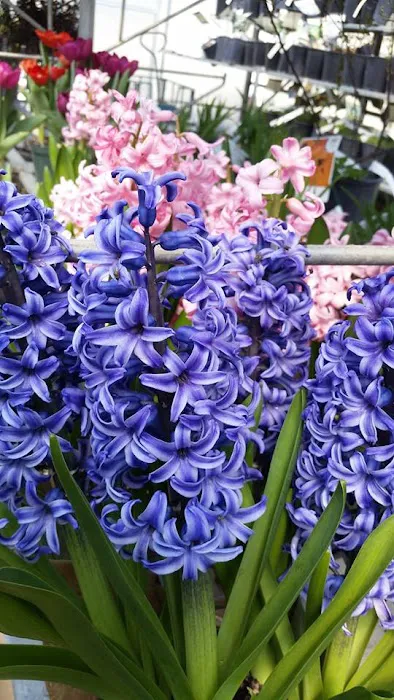 Sun and Shade Garden Center, Inc Picture 9