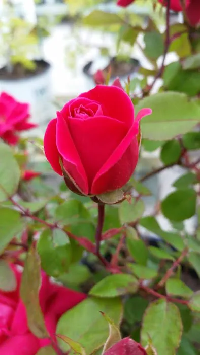 Sun and Shade Garden Center, Inc Picture 5