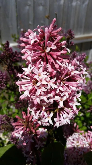 Sun and Shade Garden Center, Inc Picture 1