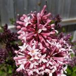 Sun and Shade Garden Center, Inc