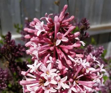 Sun and Shade Garden Center, Inc