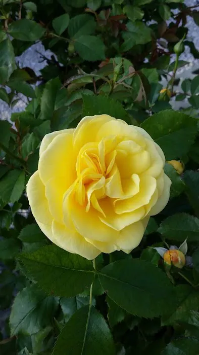 Sun and Shade Garden Center, Inc Picture 7