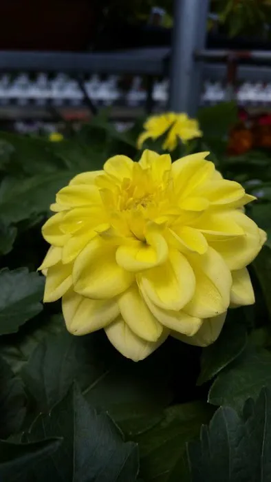 Sun and Shade Garden Center, Inc Picture 4