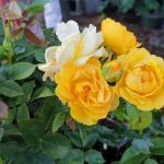 Ida's Garden Paradise / Dahl Landscape Company