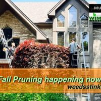 goMULCH LLC. Landscaping ico