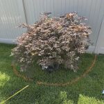 Straight Edge Landscaping