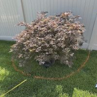 Straight Edge Landscaping ico