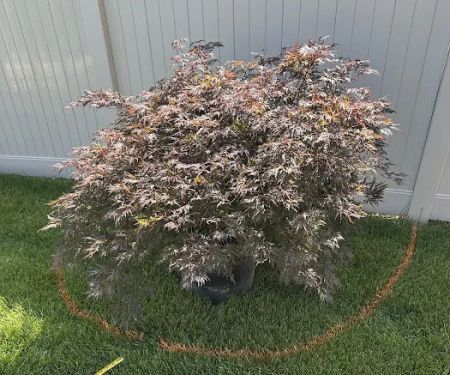 Straight Edge Landscaping