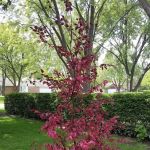 Pacocha Landscaping Services, Inc.