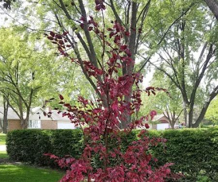 Pacocha Landscaping Services, Inc.