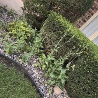 Spring Green ico