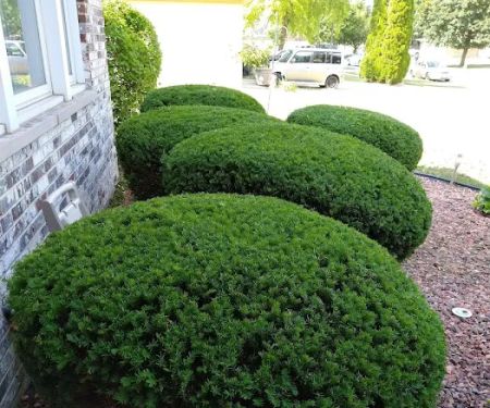 Edson Landscaping
