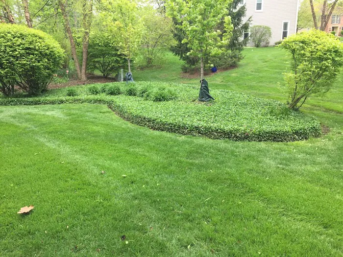 Local Lawn Care & Landscaping Picture 2