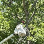 Lucas Landscaping and Design Co.