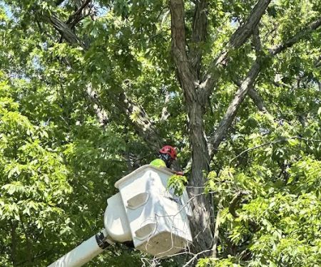 Lucas Landscaping and Design Co.