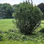 Q Landscaping LLC