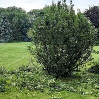 Q Landscaping LLC ico